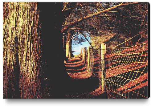 trees in the forest with shadow and sunlight Canvas Print by Timmy333