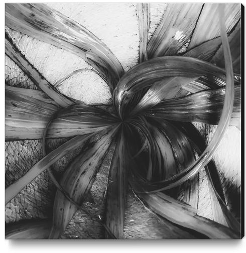 spiral leaves texture background in black and white Canvas Print by Timmy333