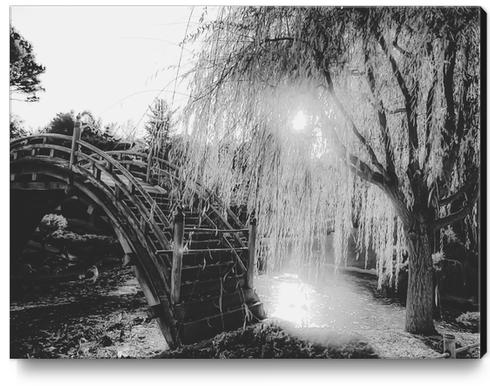 summer light at the garden in black and white Canvas Print by Timmy333