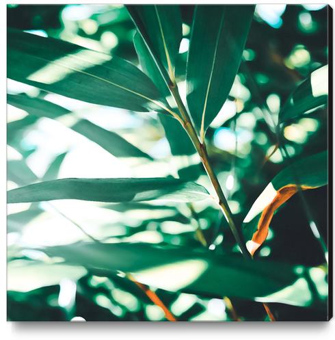 Love leaf Canvas Print by mmartabc