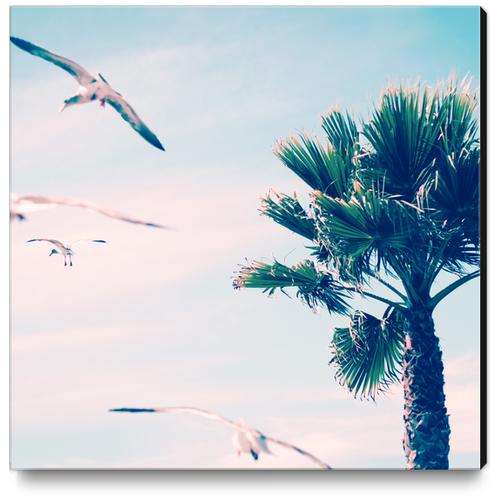 Palm Tree Canvas Print by mmartabc