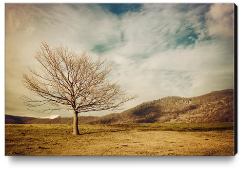 Tree Canvas Print by Salvatore Russolillo