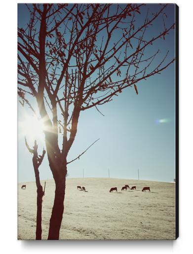 Tree and Cows Canvas Print by Salvatore Russolillo