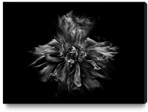 Backyard Flowers In Black And White No 49 Canvas Print by The Learning Curve Photography