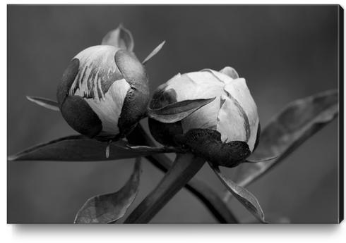 Unbloomed Flowers Canvas Print by cinema4design