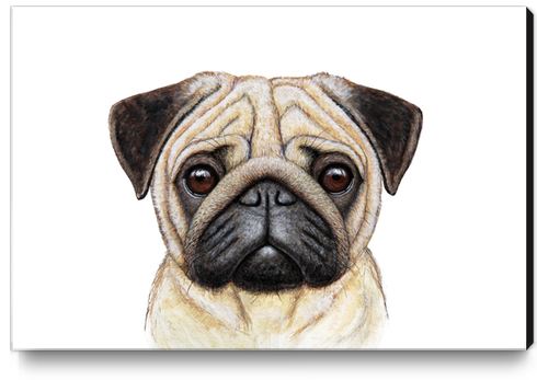 Pug Canvas Print by Nika_Akin