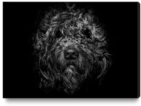 Ziggy Portrait No 1 Canvas Print by The Learning Curve Photography