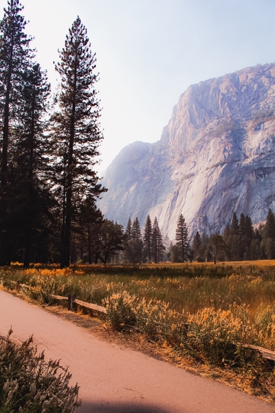 pine tree and mountain at Yosemite national park California USA by Timmy333