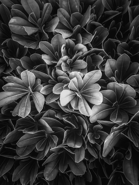 leaves texture background in black and white by Timmy333