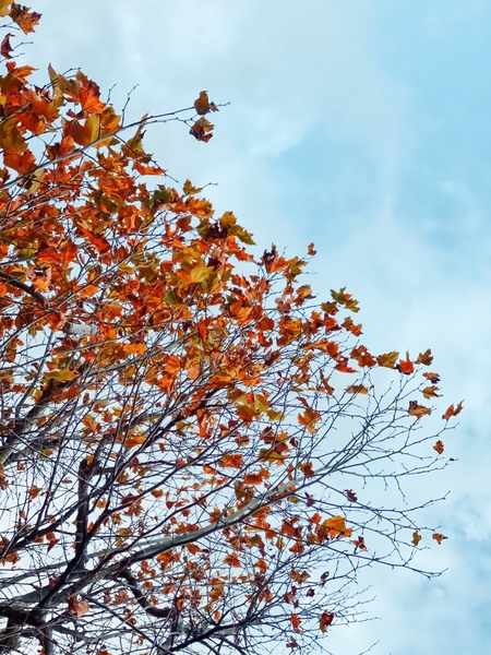 Tree branch with orange autumn leaves and blue cloudy sky by Timmy333