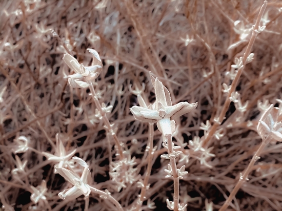 blooming dry plant with brown dry grass background by Timmy333