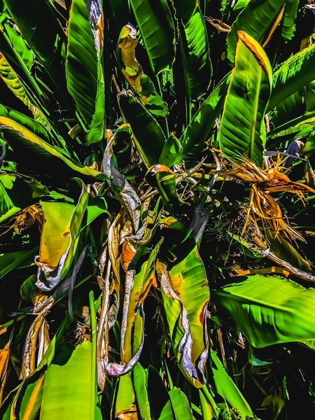 Bird of paradise plant with green leaves background by Timmy333