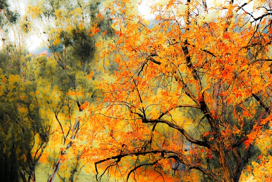 tree branch with autumn leaves and green tree background by Timmy333