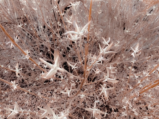 dry flowers with brown dry grass texture background by Timmy333