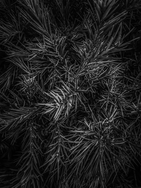 spiky plant texture abstract in black and white by Timmy333