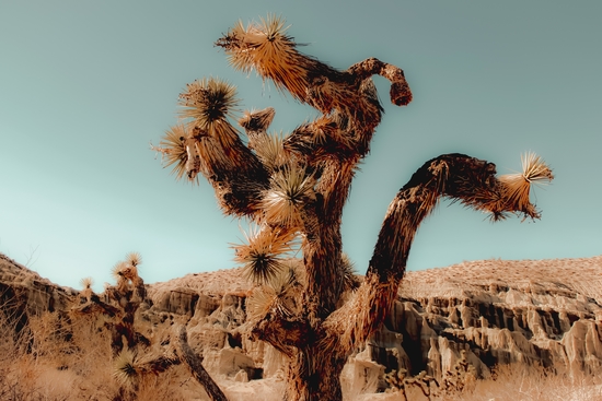 Cactus and desert at Red Rock Canyon State Park California USA by Timmy333