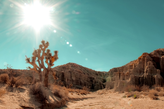 Desert and cactus with summer sunlight at Red Rock Canyon State Park California USA by Timmy333