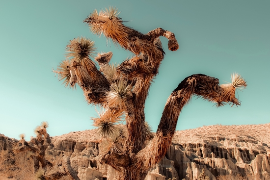 Cactus and desert at Red Rock Canyon State Park California USA by Timmy333