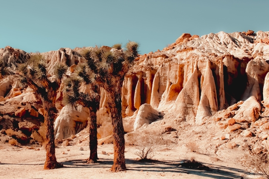 Desert and cactus at Red Rock Canyon State Park California USA by Timmy333