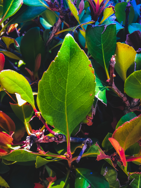 closeup green leaves with orange and green leaves background by Timmy333