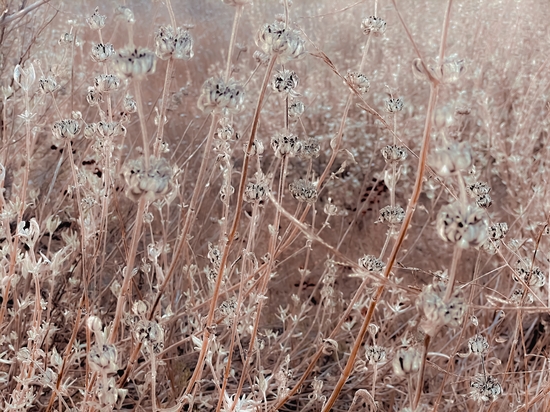 blooming dry flowers with brown dry grass background by Timmy333