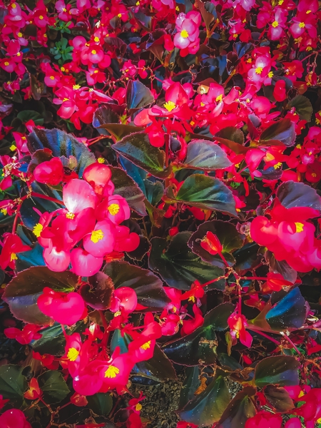 closeup red flowers with yellow pollen and green leaves by Timmy333