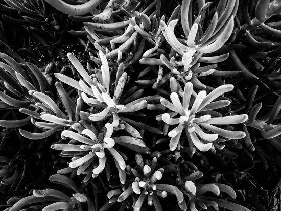 closeup succulent plant garden in black and white by Timmy333