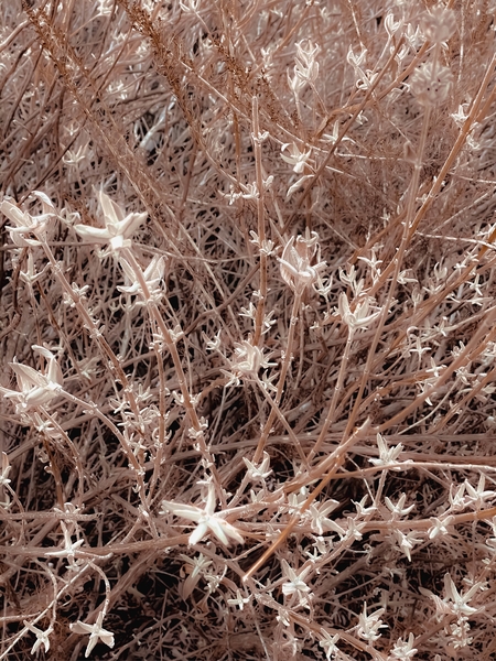 blooming dry plant with brown dry grass field background by Timmy333