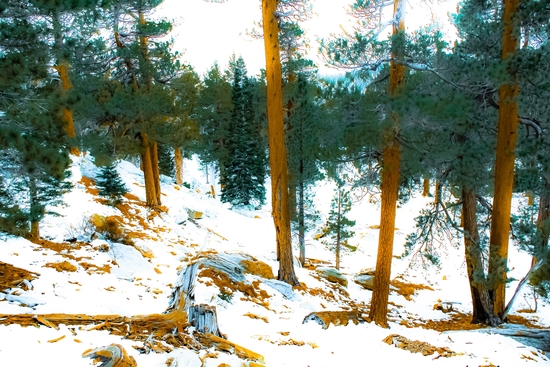 green pine tree in winter with snow at Palm Springs Aerial Tramway, California, USA by Timmy333