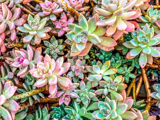 green and pink succulent plant garden by Timmy333