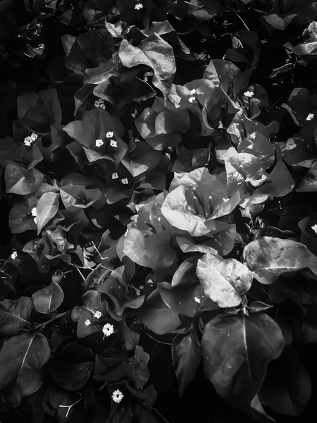 closeup blooming bougainvillea flowers in black and white by Timmy333