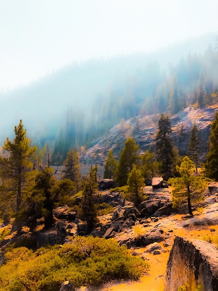 pine tree on the mountain with sunlight at Lake Tahoe, California, USA by Timmy333