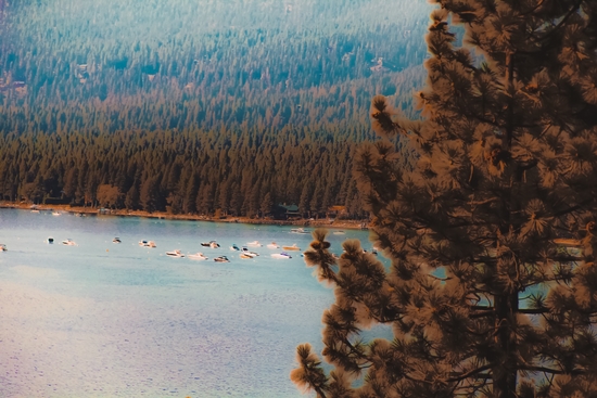 pine tree and boats on the water at Lake Tahoe Nevada USA by Timmy333