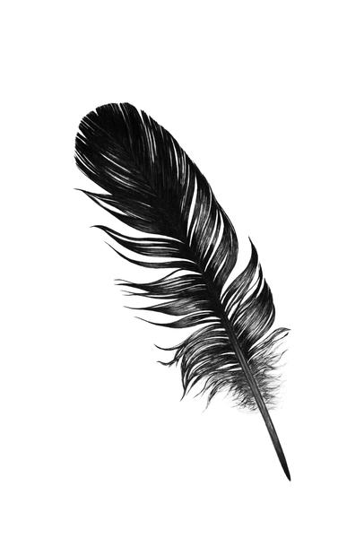 Feather by Nika_Akin