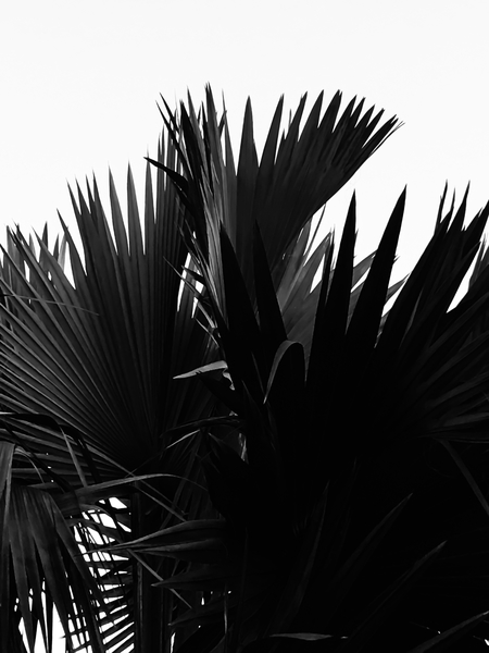 palm leaves texture abstract background in black and white by Timmy333