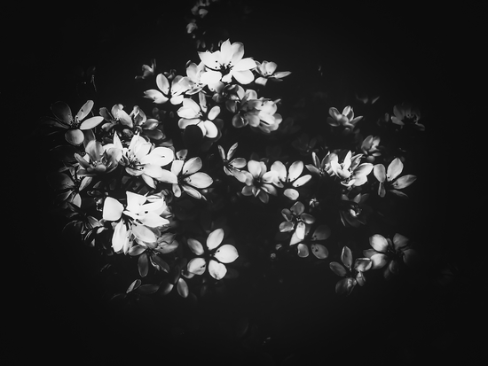 flowers background in black and white by Timmy333