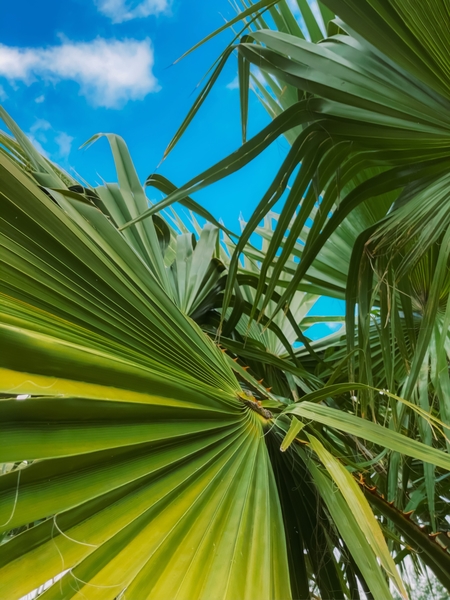 green palm leaves abstract with blue sky background by Timmy333