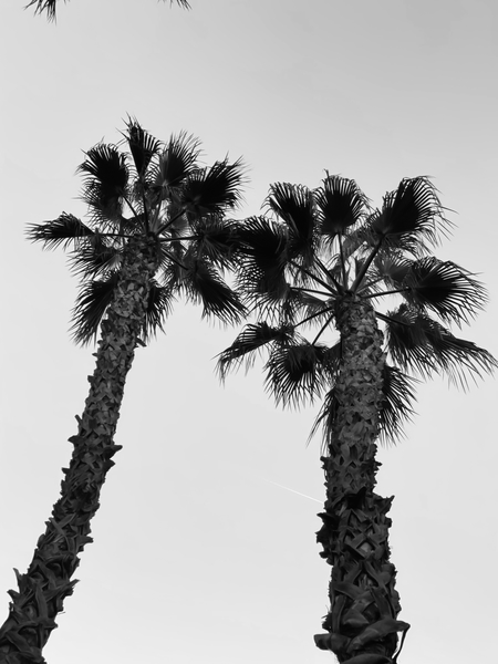 palm tree with clear sky background in black and white by Timmy333