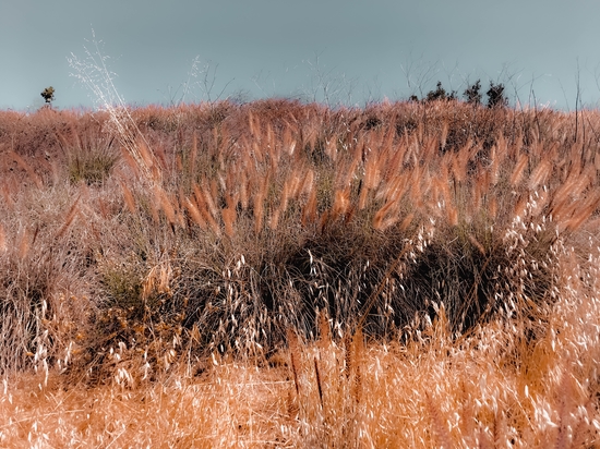 blooming grass flowers field with blue sky background by Timmy333