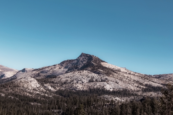 mountain and pine tree at Yosemite national park California USA by Timmy333