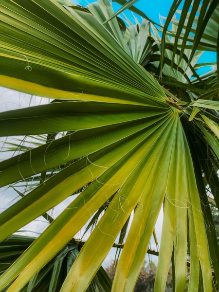 green palm leaves texture with blue sky background by Timmy333