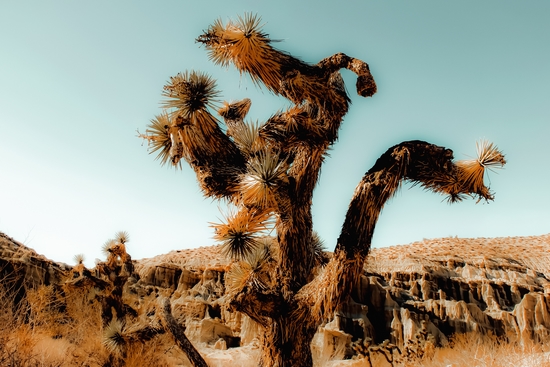 Cactus in the desert at Red Rock Canyon State Park, California, USA by Timmy333