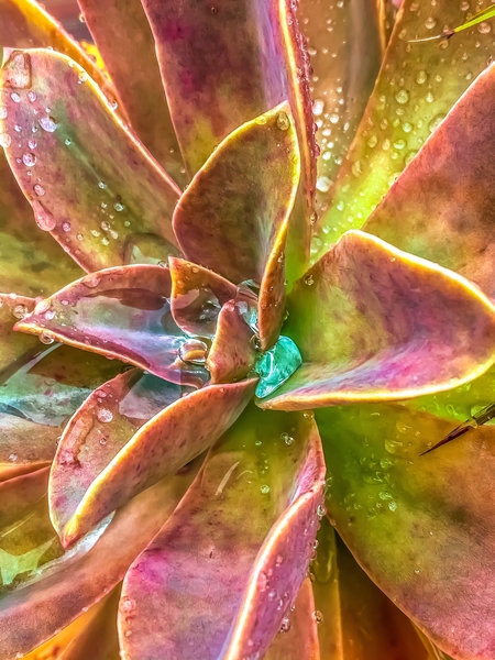 closeup green and pink succulent plant with water drop by Timmy333