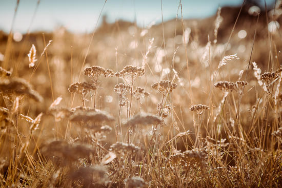 Field by Salvatore Russolillo