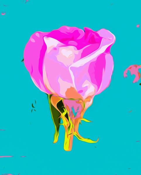 drawing pink rose with blue background by Timmy333