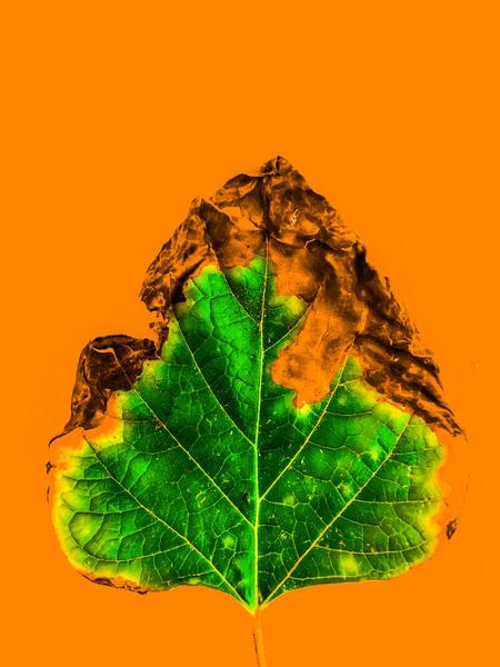 burning green leaf texture with orange background by Timmy333