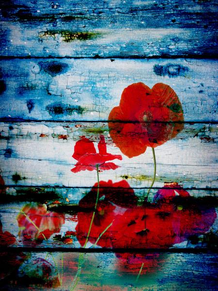 Poppies on Blue by Irena Orlov