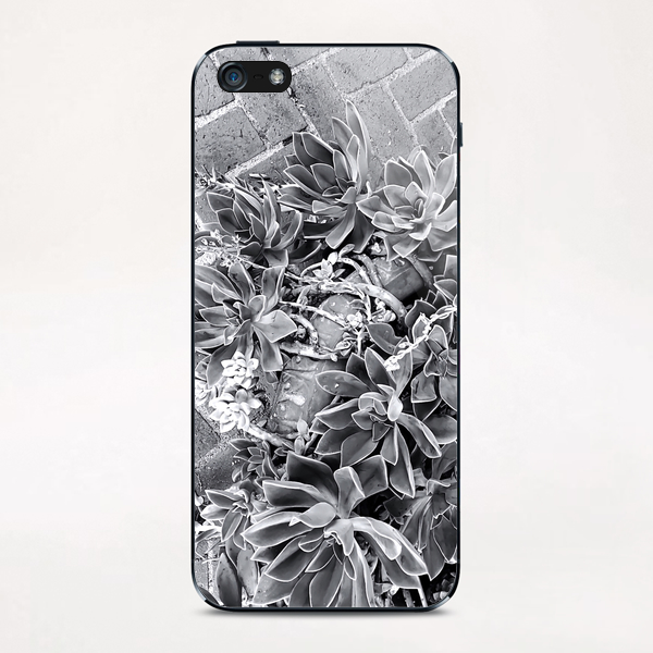 succulent plant with brick floor background in black and white iPhone & iPod Skin by Timmy333