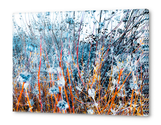 blooming dry wildflowers with dry grass field background Acrylic prints by Timmy333