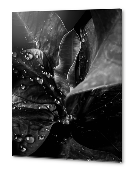 Closeup leaves texture with water drops in black and white Acrylic prints by Timmy333